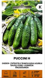 Gherkin Puccini F1 Seed